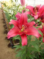 [4155 Believe Mak No02.JPG]